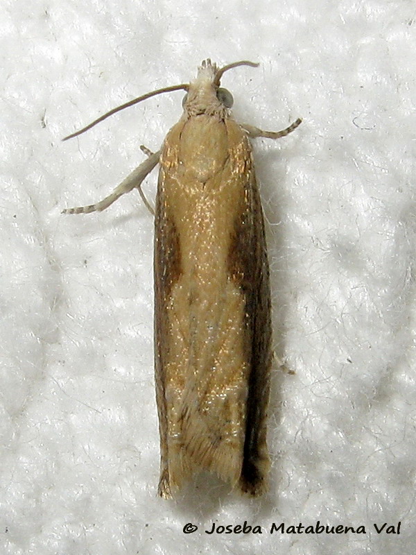 Tortricidae da ID: Eucosma obumbratana